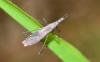 358013 – Photo : Numayta – France (68)